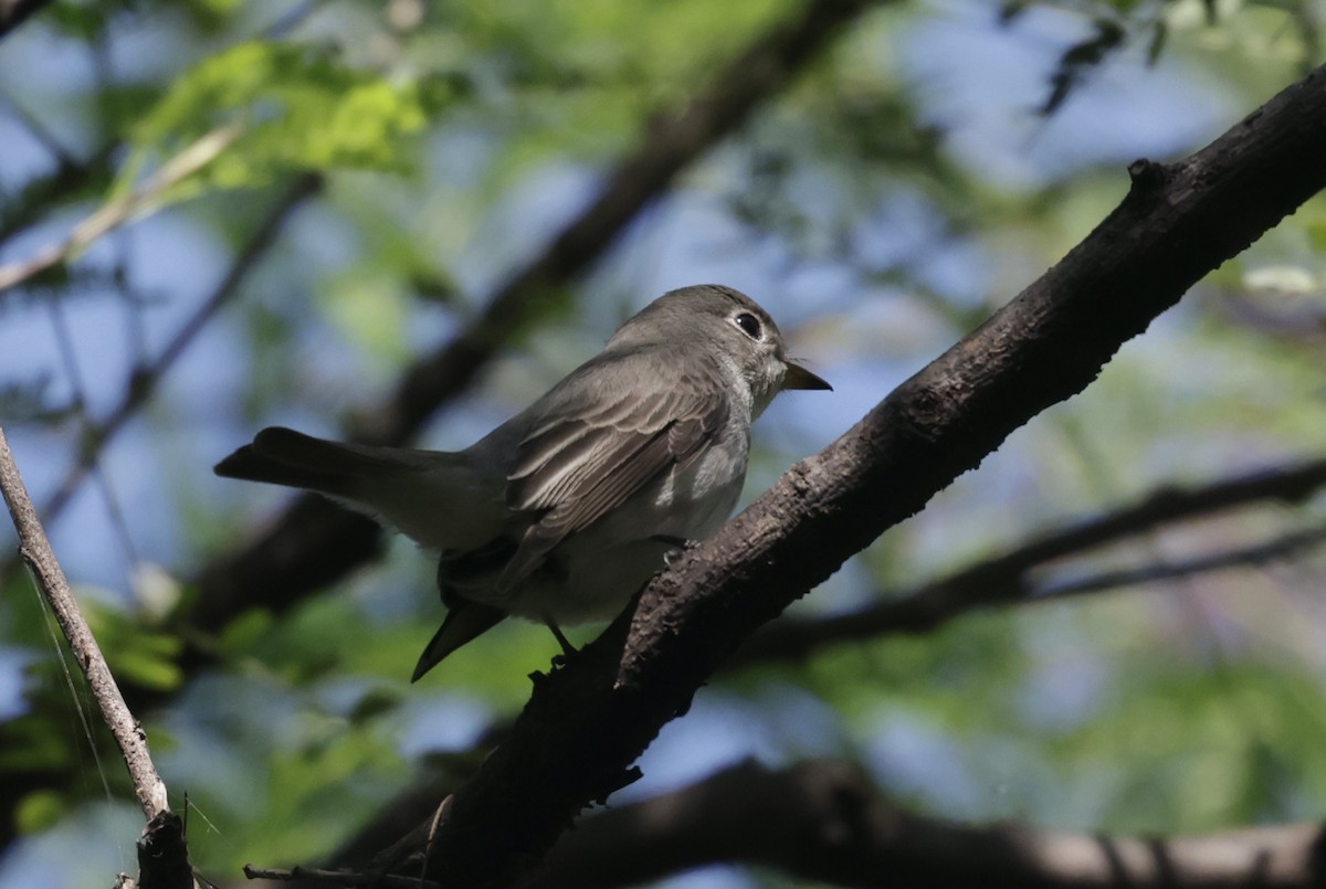 lejsek asijský - ML646229387