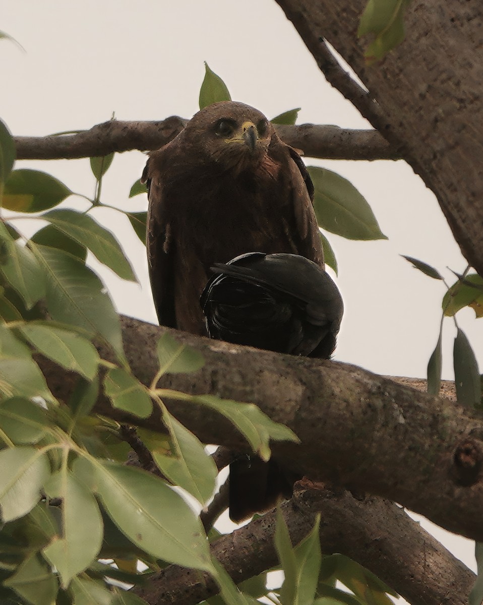 luňák hnědý - ML646229388