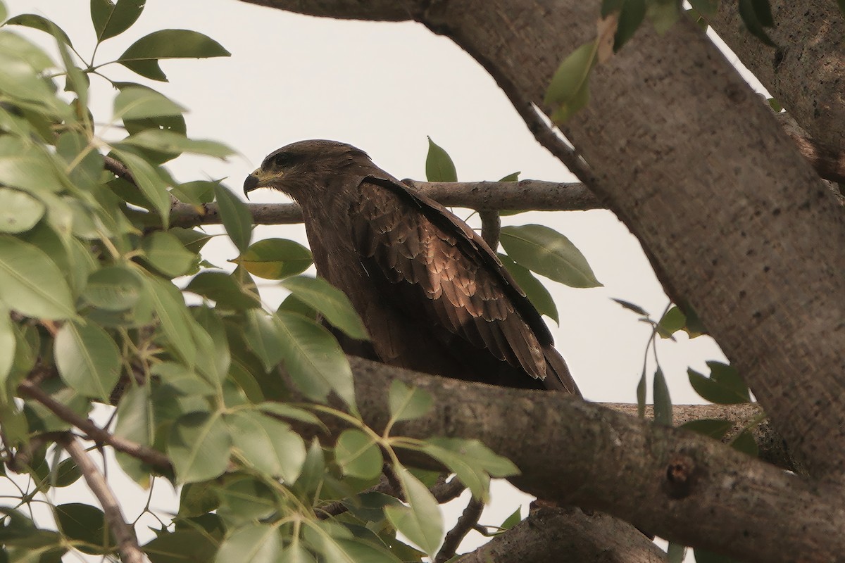 luňák hnědý - ML646229391