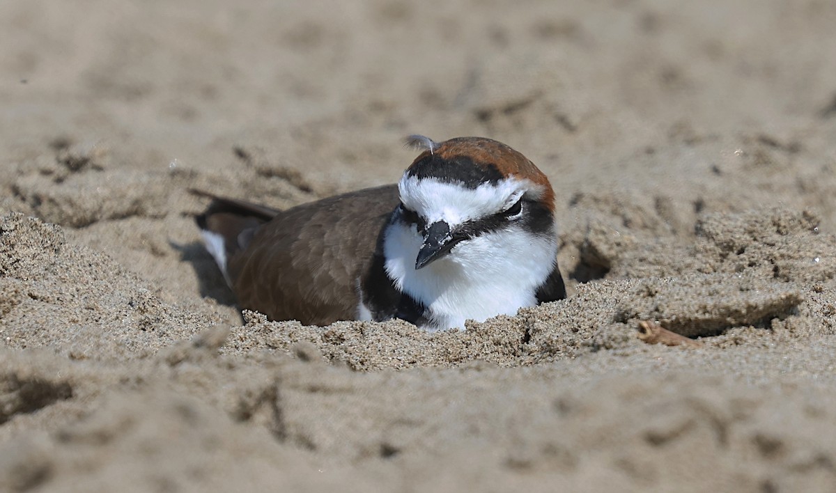 kulík mořský - ML646229392