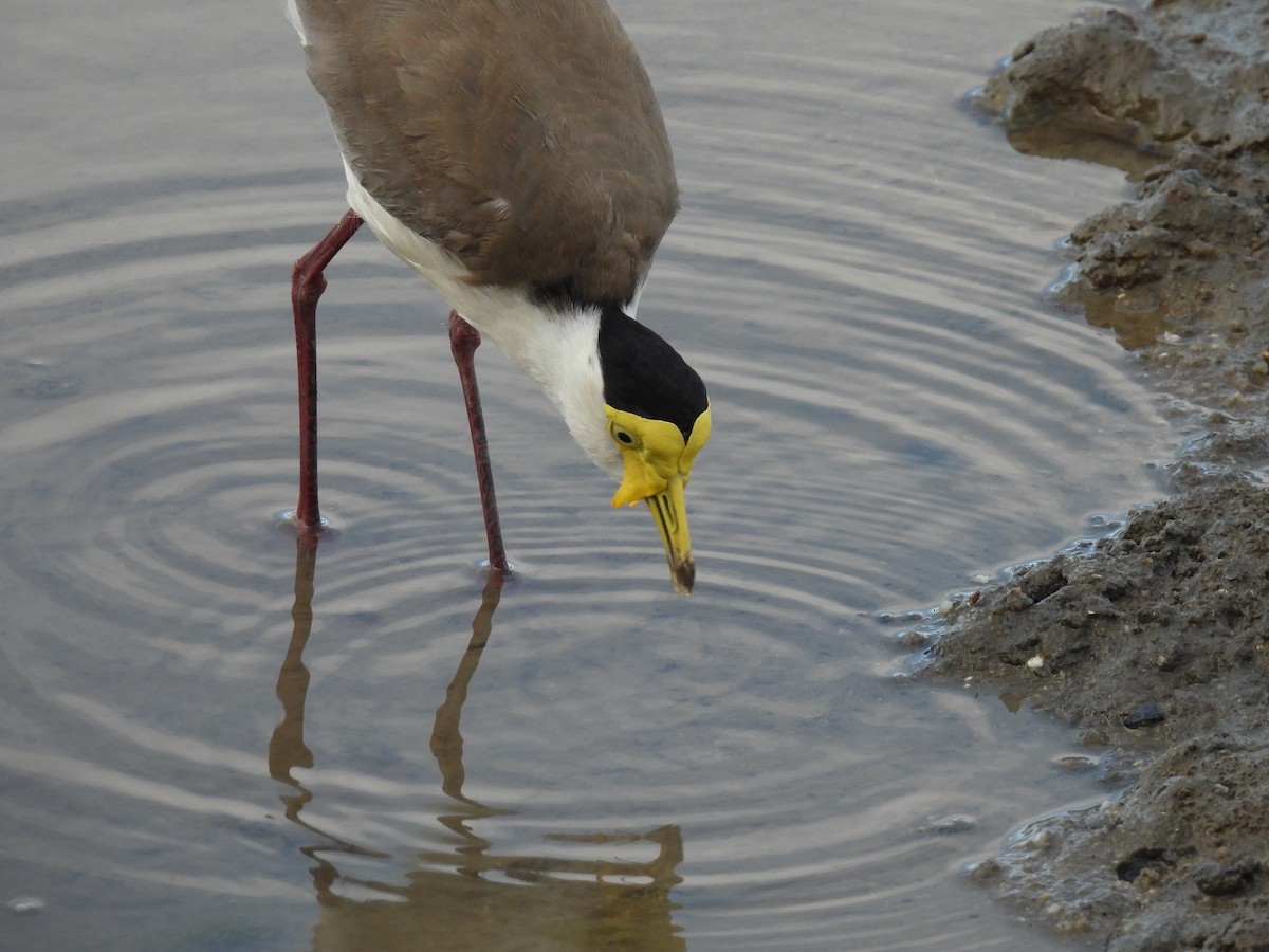 čejka australská - ML646229393