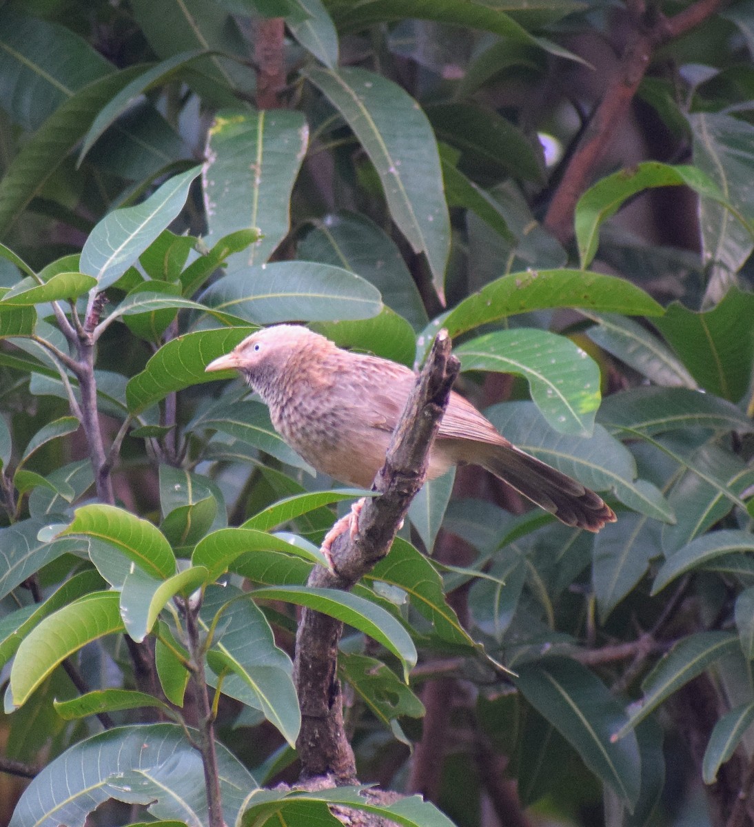 Yellow-billed Babbler - ML646229394