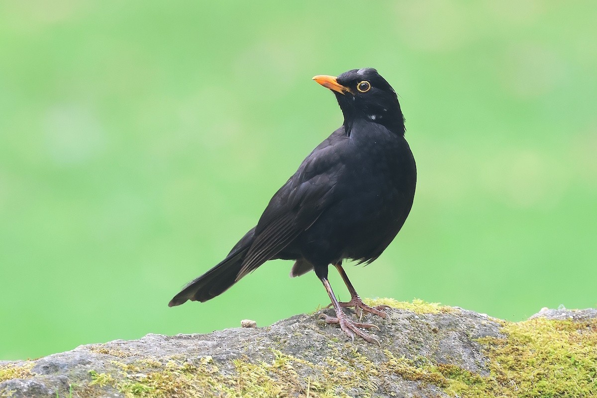 kos černý - ML646229395