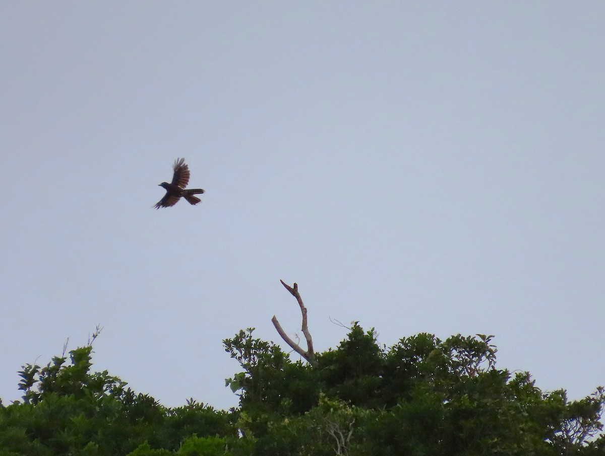 sojka nachová - ML646229396