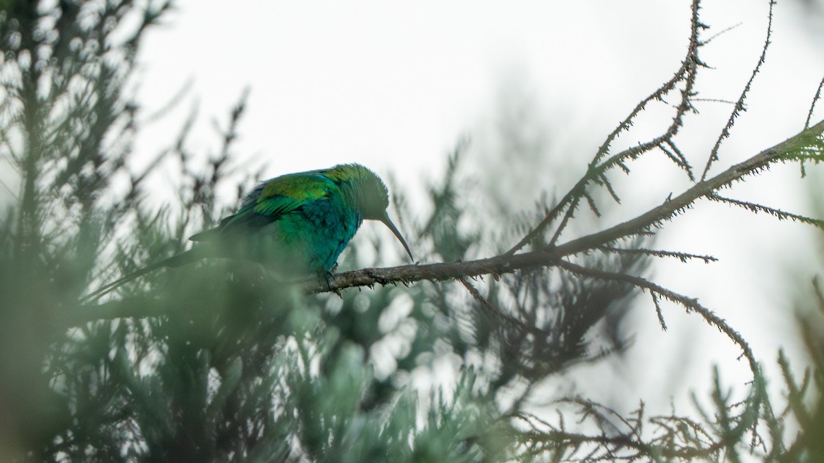 strdimil malachitový - ML646229399