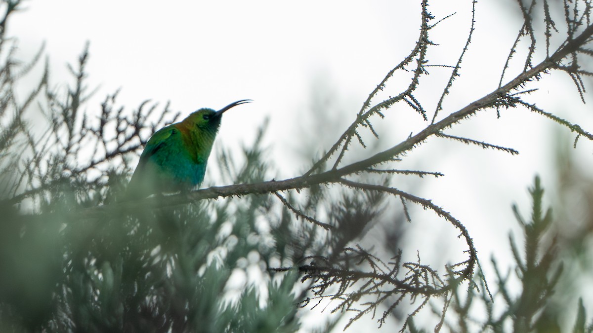 strdimil malachitový - ML646229400