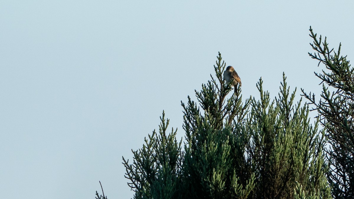 Aberdare Cisticola - ML646229401