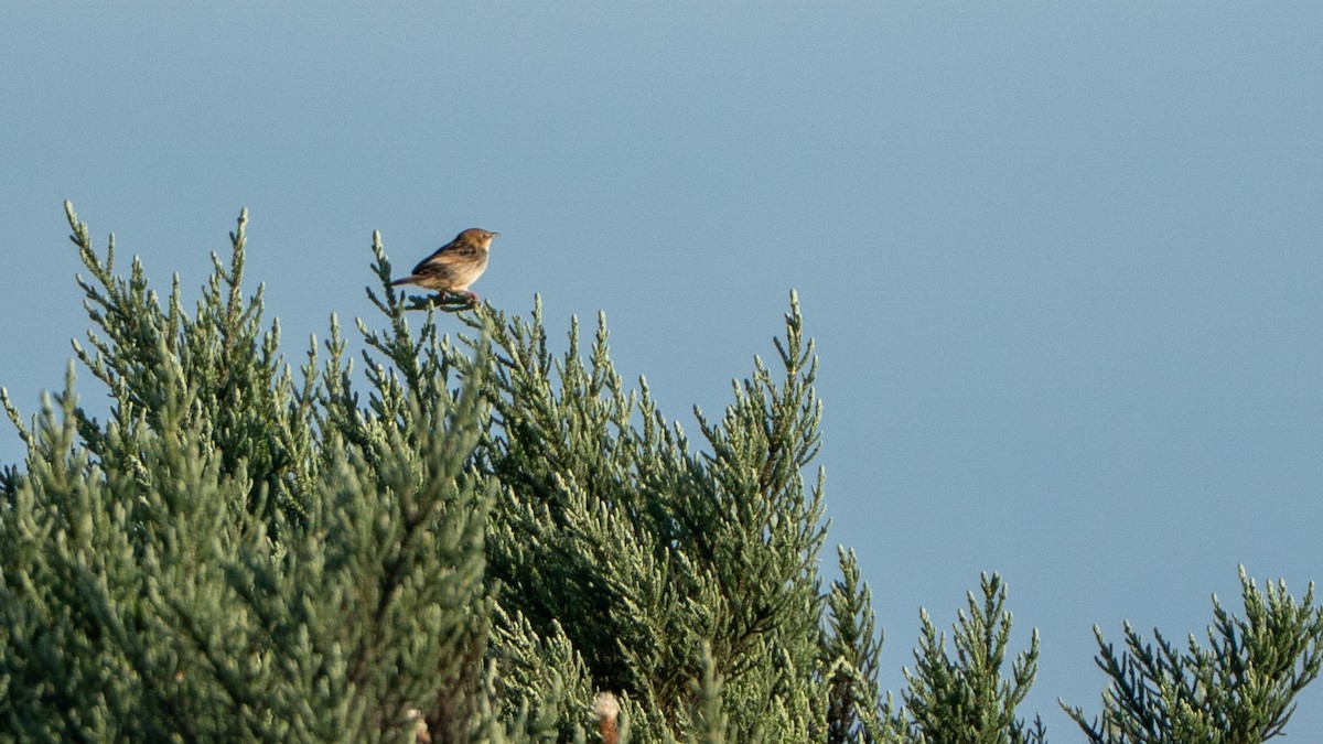 Aberdare Cisticola - ML646229402