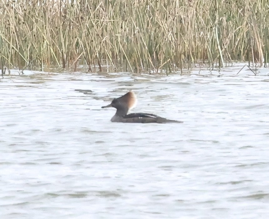 morčák chocholatý - ML646229403