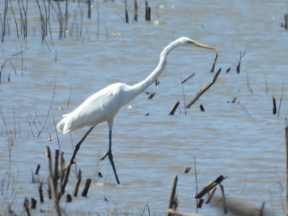 volavka bílá - ML646229405