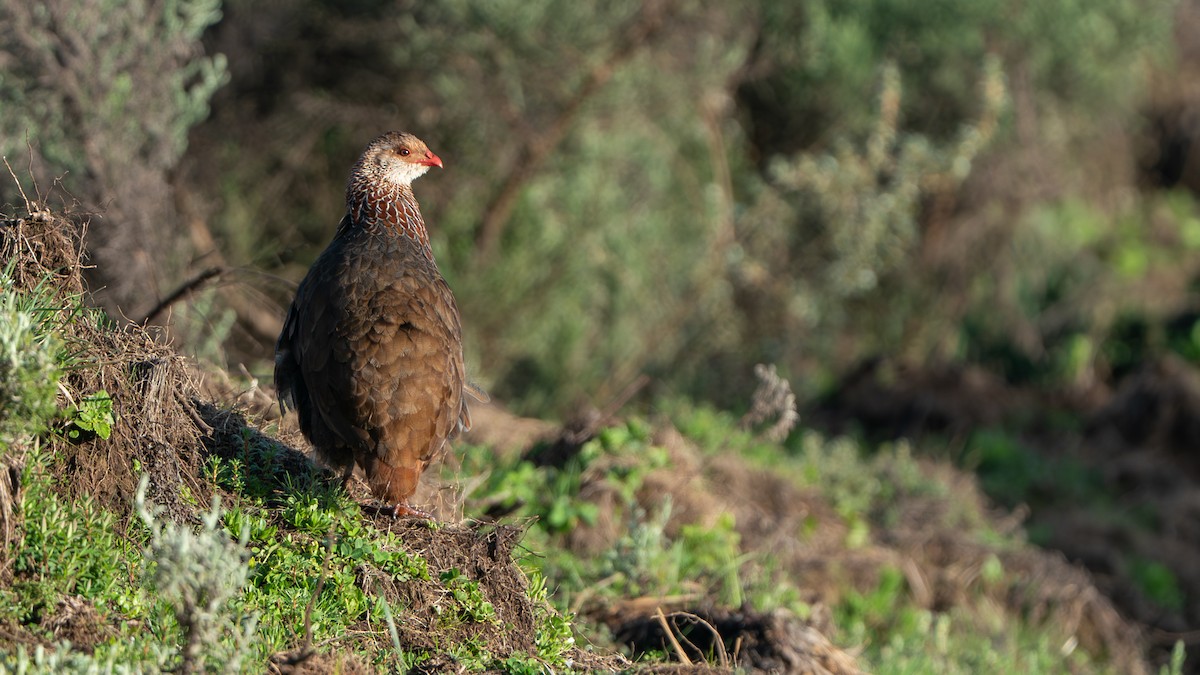 frankolín keňský - ML646229406