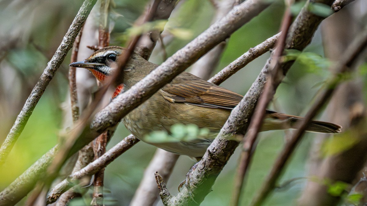 slavík Kalliopin - ML646229407