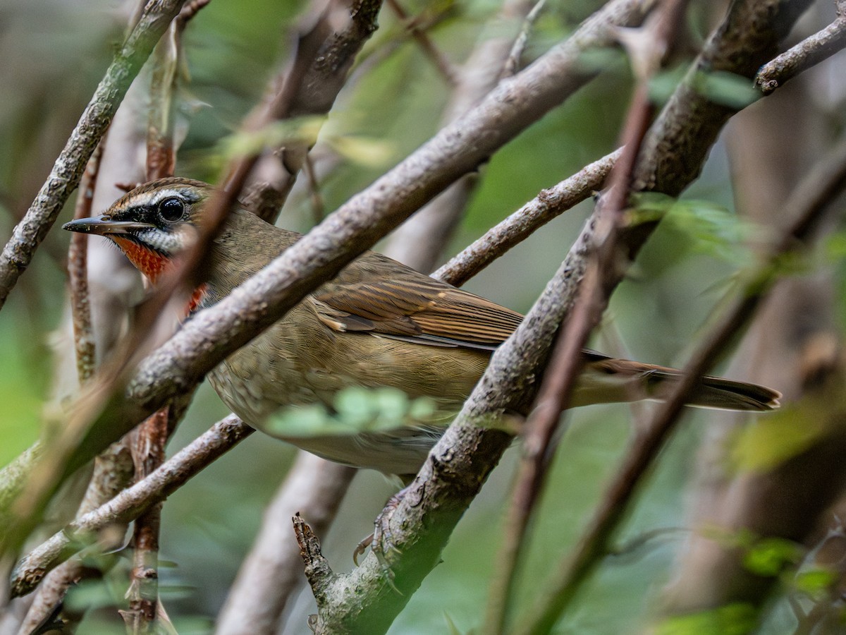 slavík Kalliopin - ML646229408