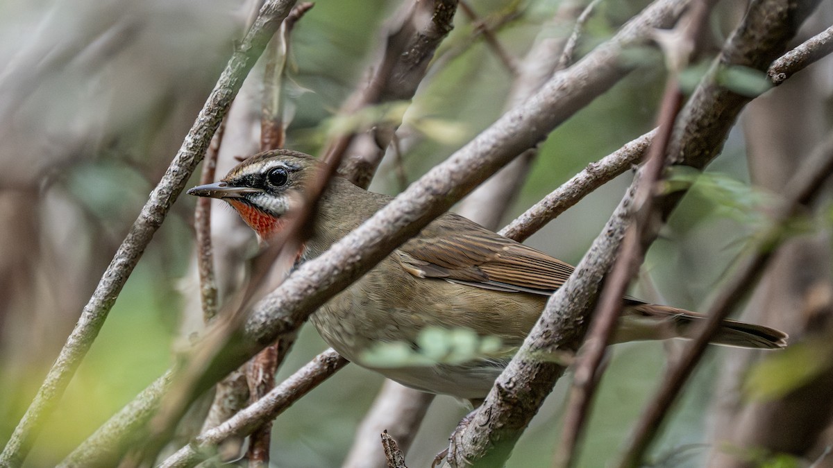 slavík Kalliopin - ML646229409