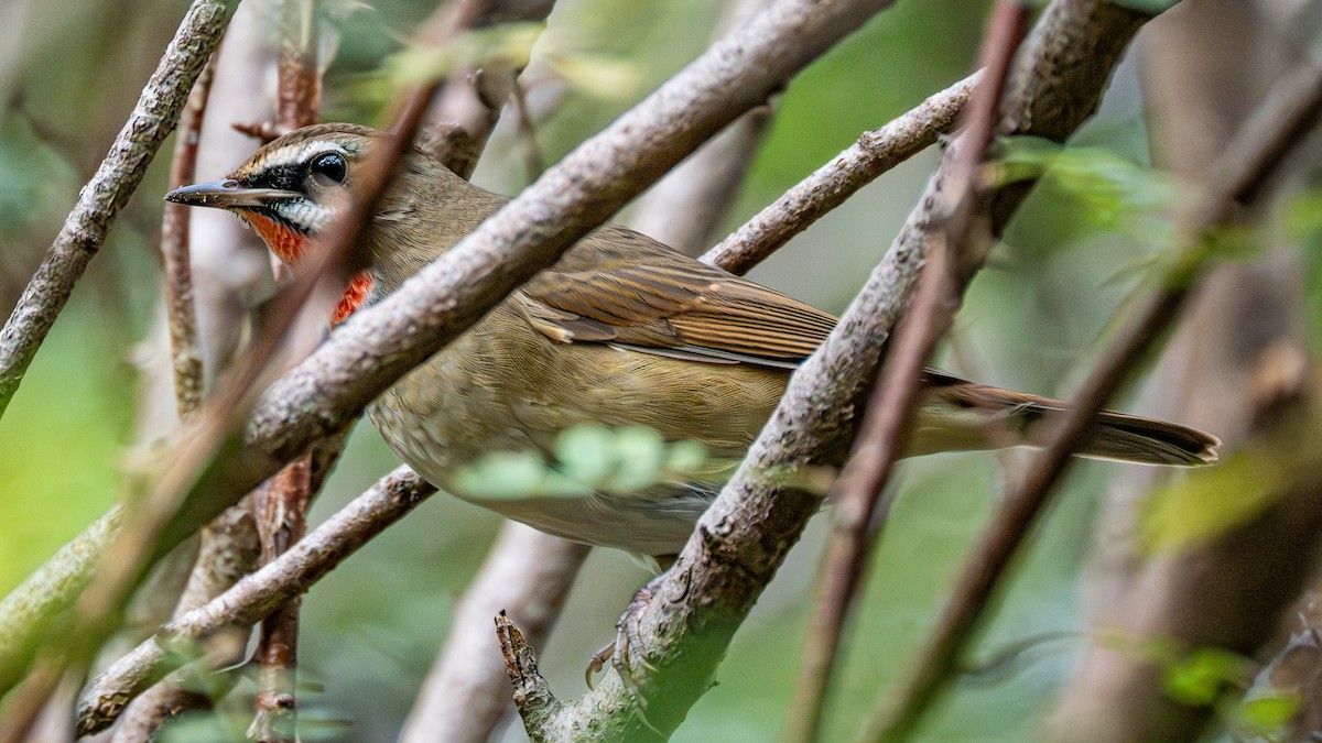 slavík Kalliopin - ML646229410