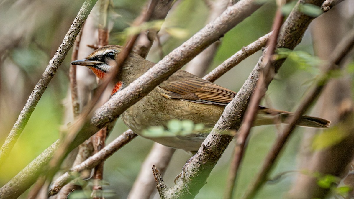 slavík Kalliopin - ML646229411