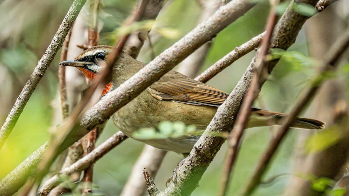 slavík Kalliopin - ML646229412