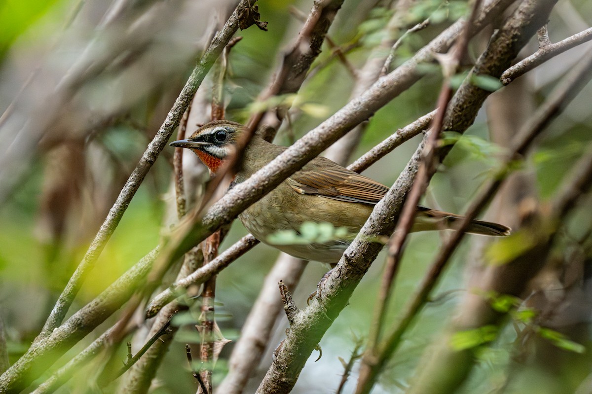 slavík Kalliopin - ML646229413