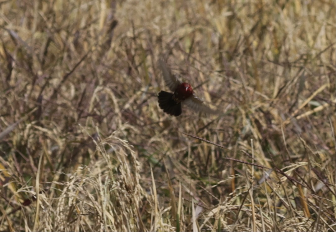 tygříček tečkovaný - ML646229414