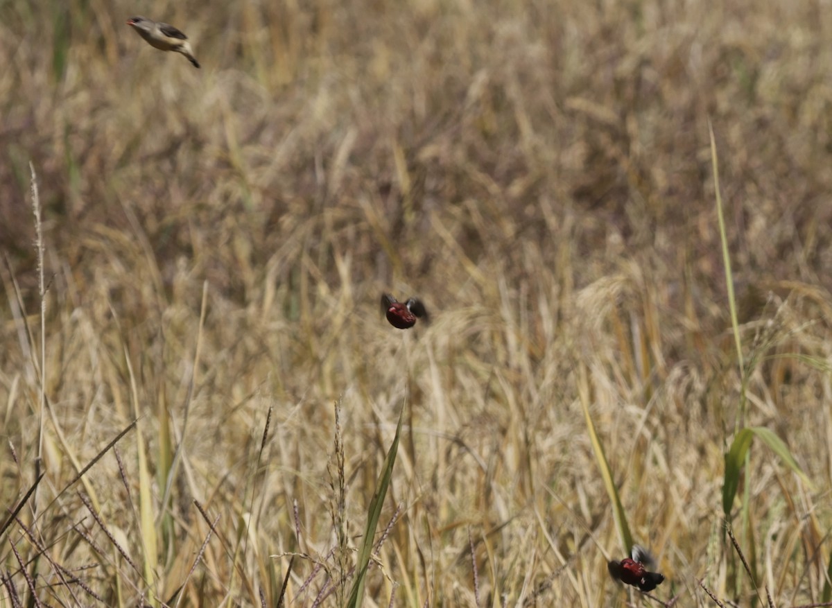 tygříček tečkovaný - ML646229415