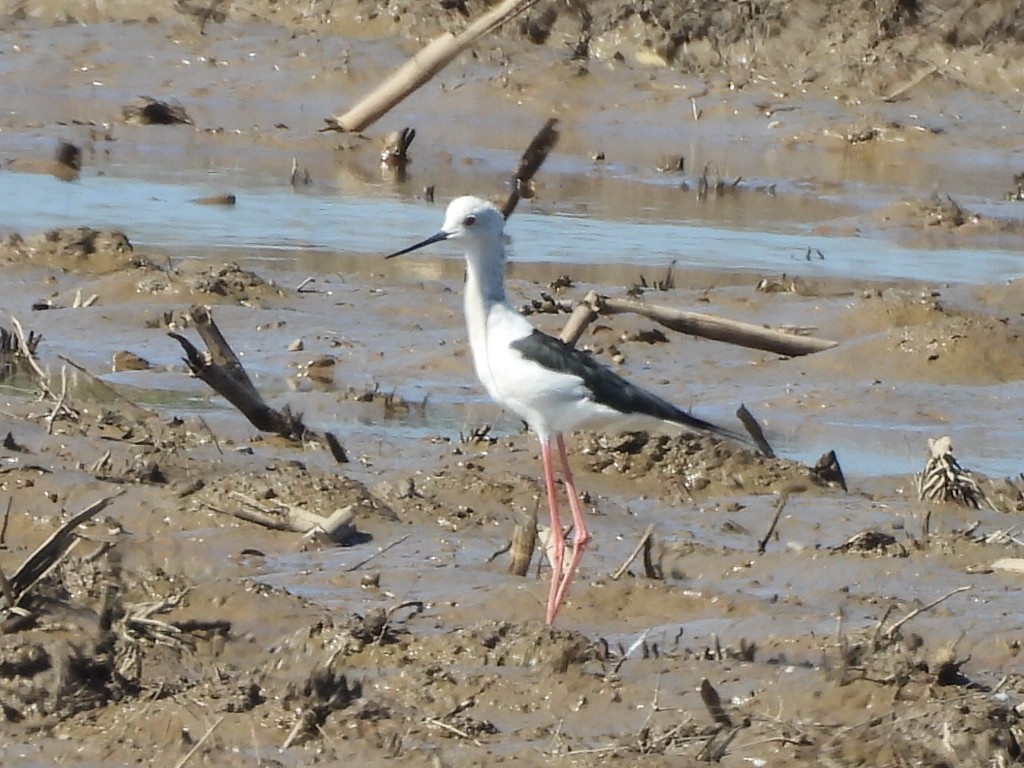 pisila čáponohá - ML646229416