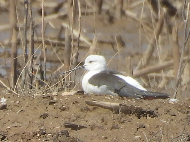 pisila čáponohá - ML646229417