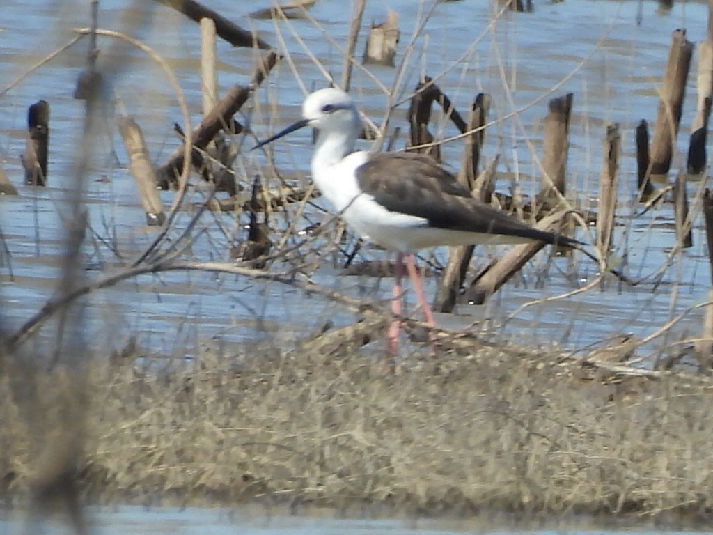 pisila čáponohá - ML646229418