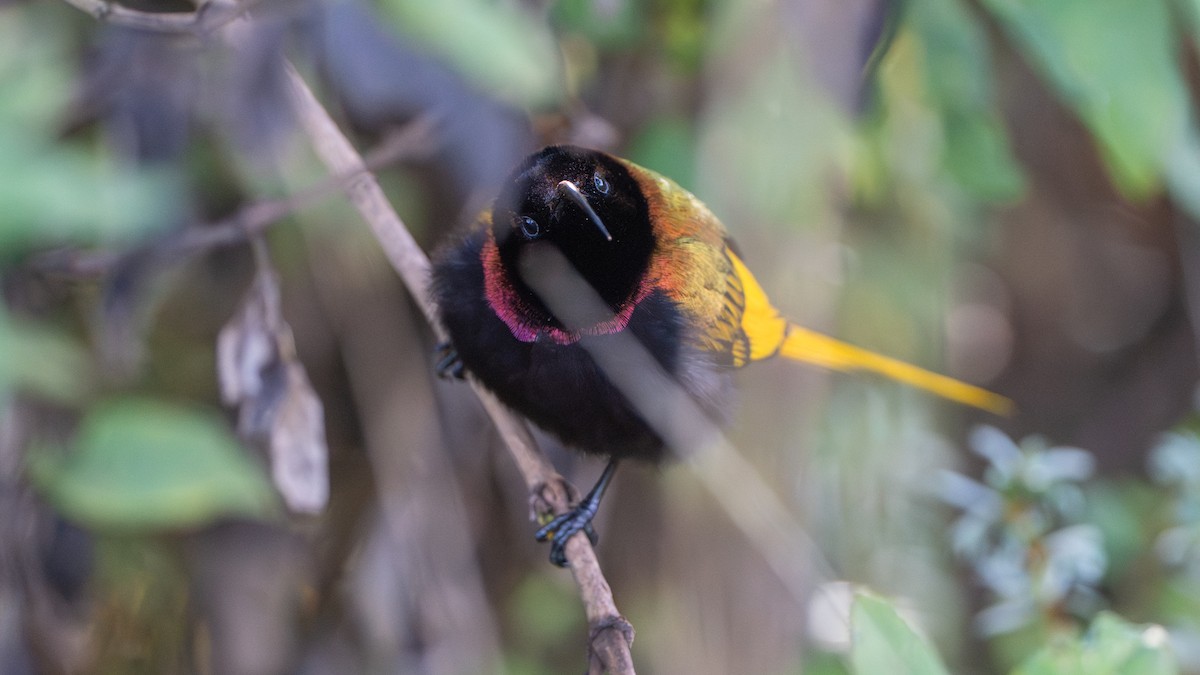 strdimil zlatokřídlý - ML646229426