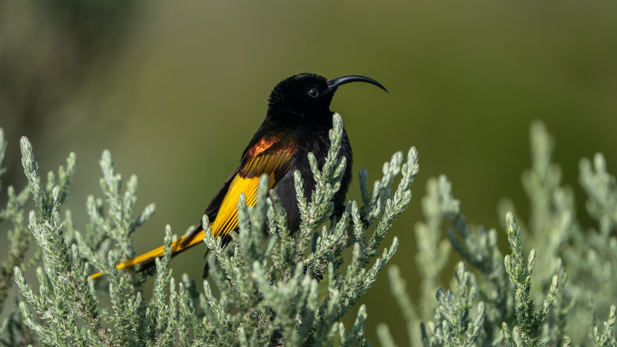 strdimil zlatokřídlý - ML646229427