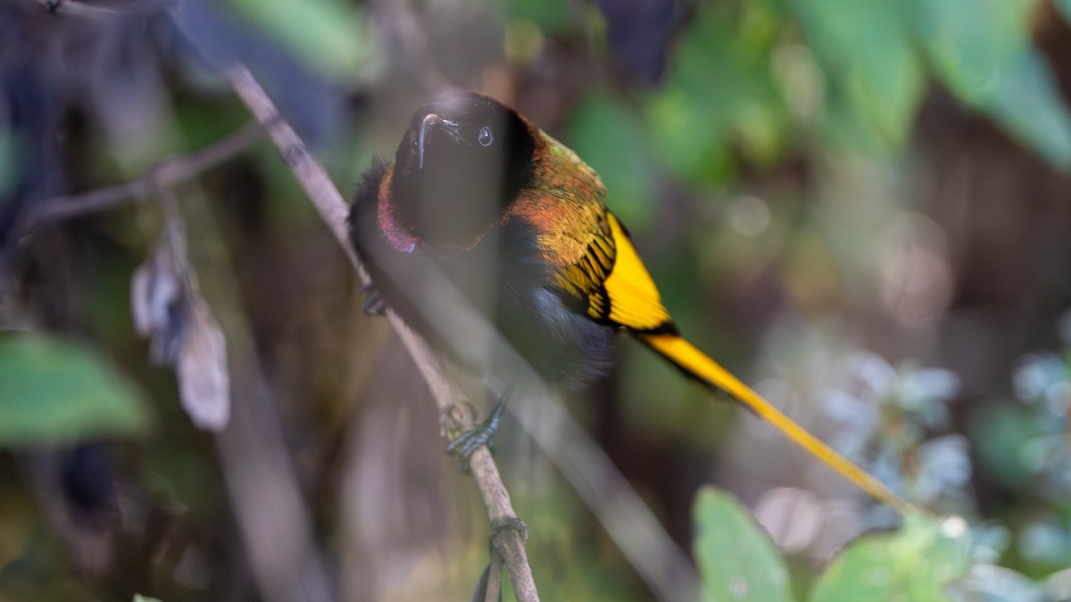 strdimil zlatokřídlý - ML646229428