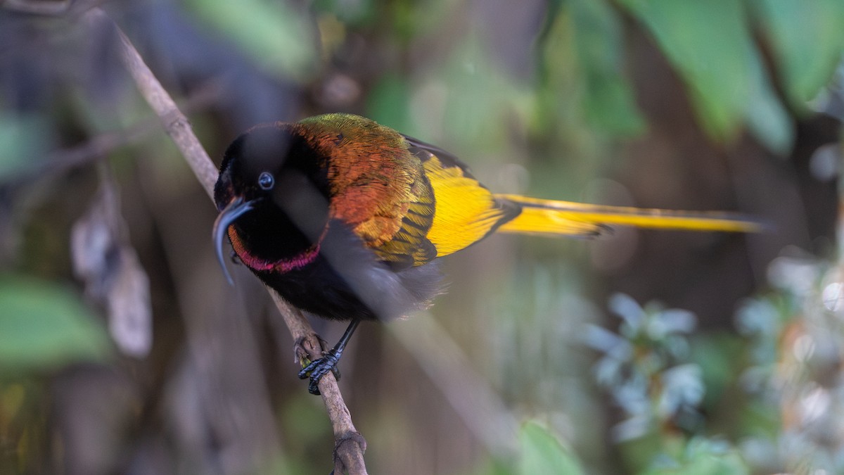 strdimil zlatokřídlý - ML646229429