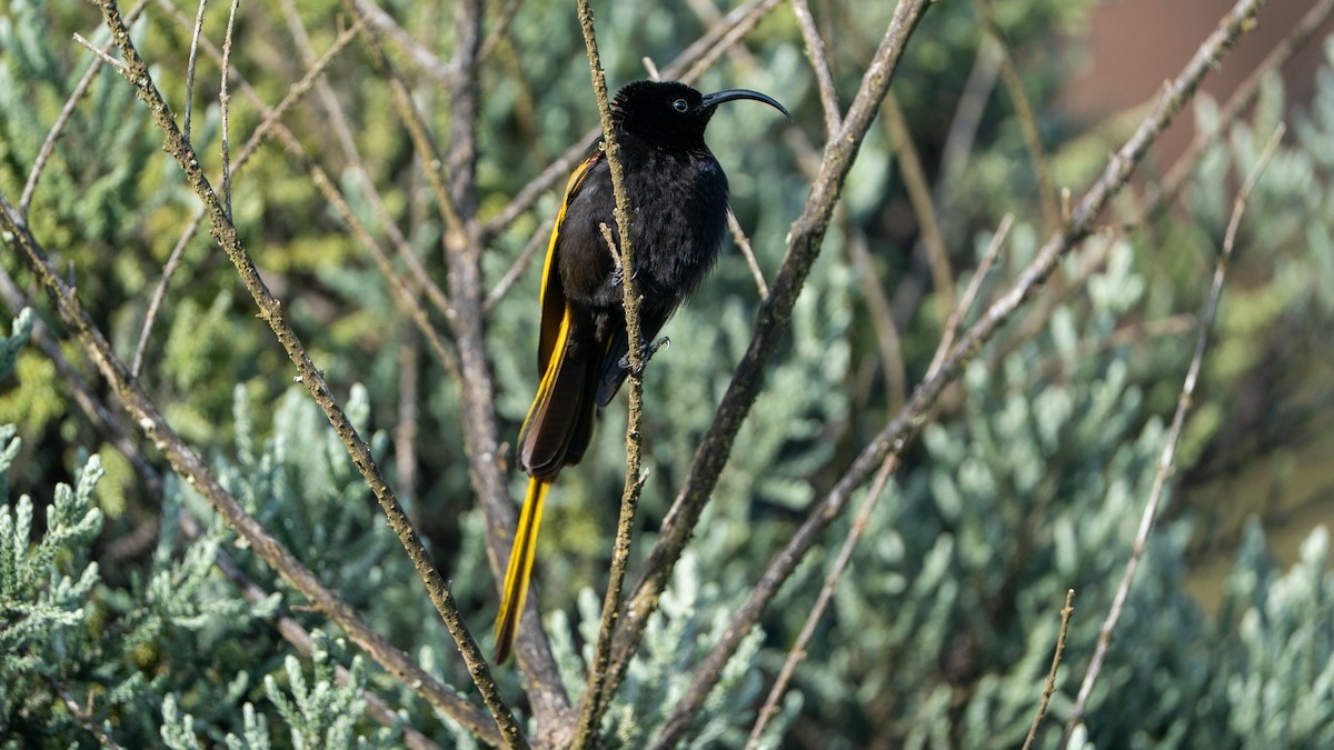 Altın Kanatlı Nektarkuşu - ML646229430