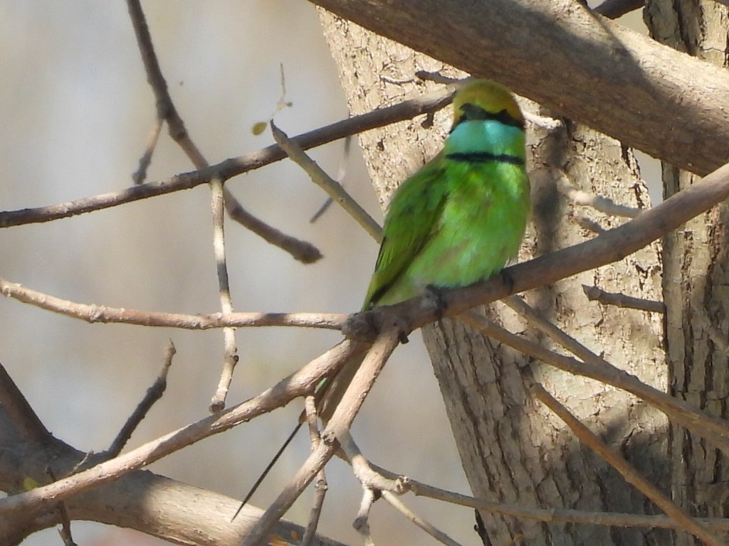 Asya Yeşil Arıkuşu - ML646229432