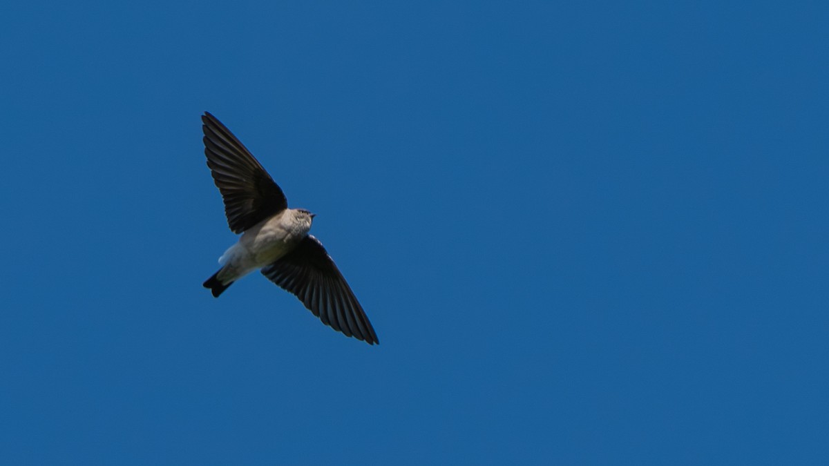 Etiyopya Kum Kırlangıcı (tanımlanmamış form) - ML646229433