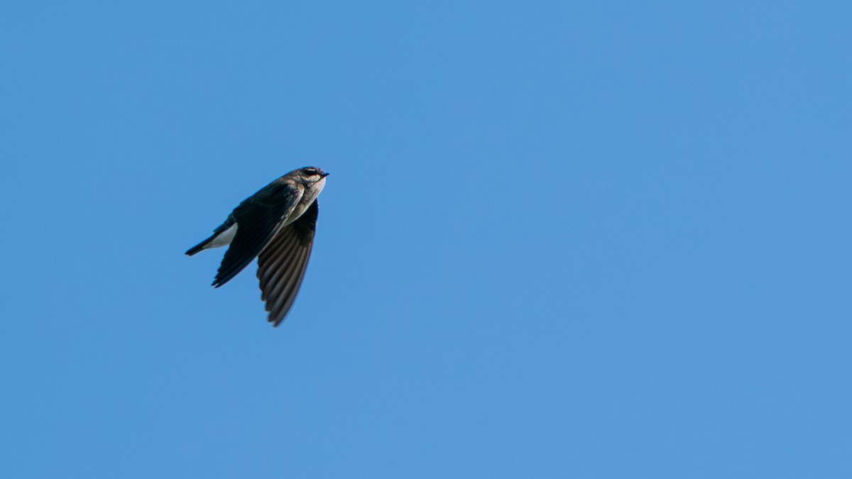 Etiyopya Kum Kırlangıcı (tanımlanmamış form) - ML646229434