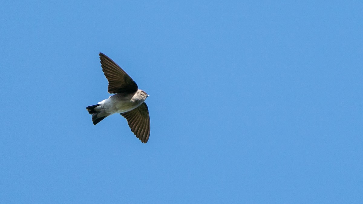 Etiyopya Kum Kırlangıcı (tanımlanmamış form) - ML646229435