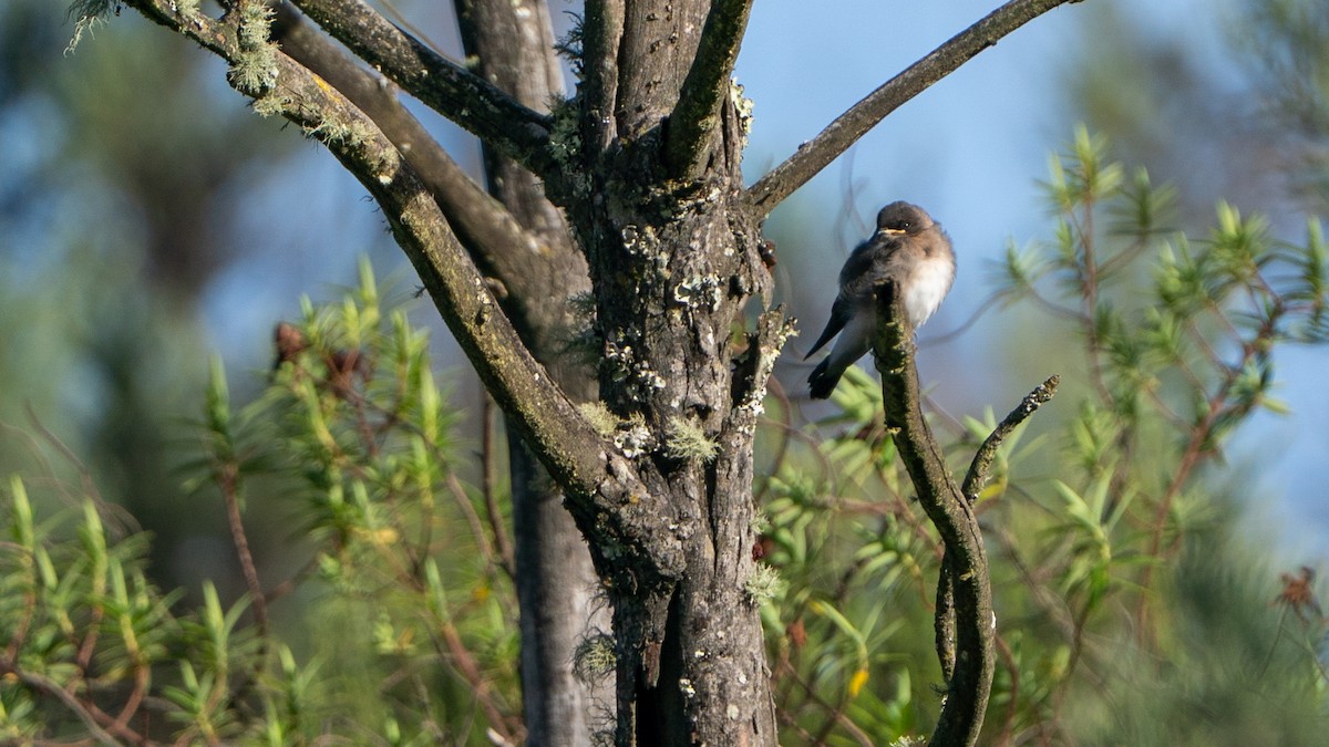 Etiyopya Kum Kırlangıcı (tanımlanmamış form) - ML646229436