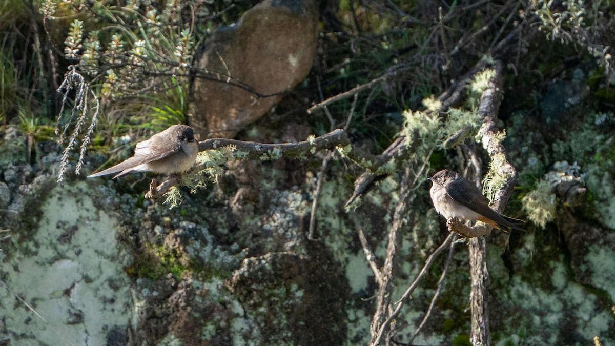 Etiyopya Kum Kırlangıcı (tanımlanmamış form) - ML646229437