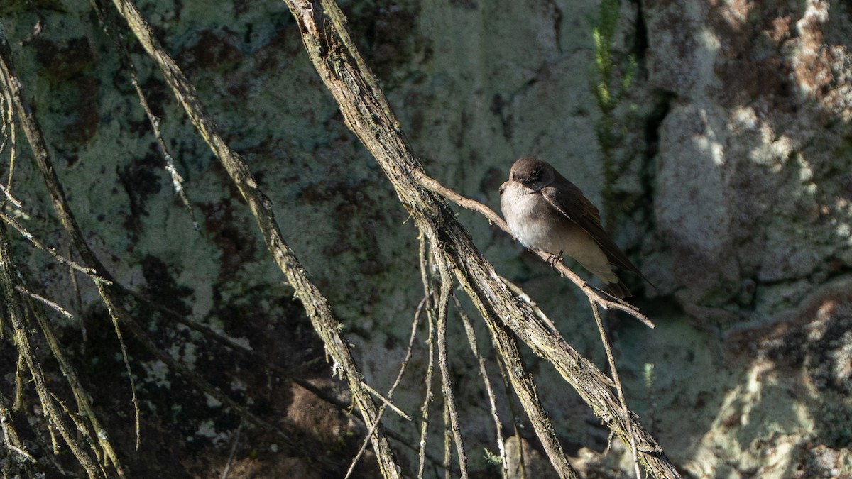 Etiyopya Kum Kırlangıcı (tanımlanmamış form) - ML646229438