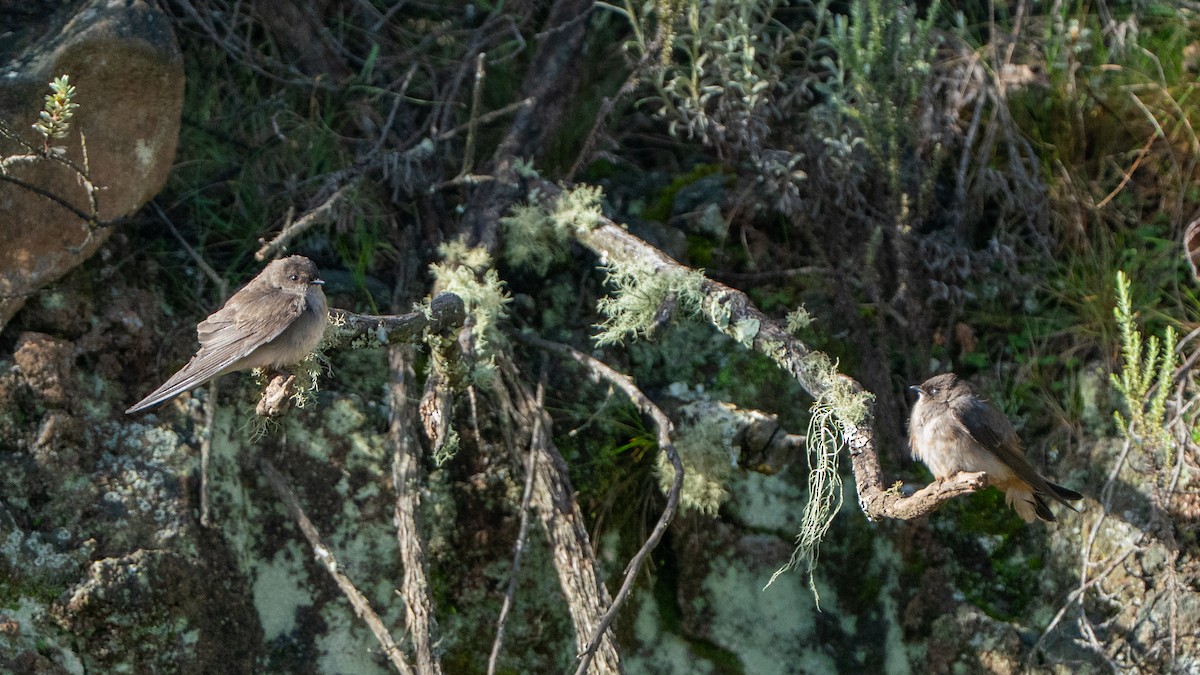 Etiyopya Kum Kırlangıcı (tanımlanmamış form) - ML646229439