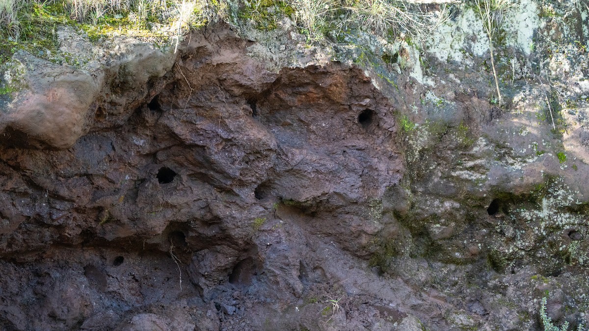 Etiyopya Kum Kırlangıcı (tanımlanmamış form) - ML646229440