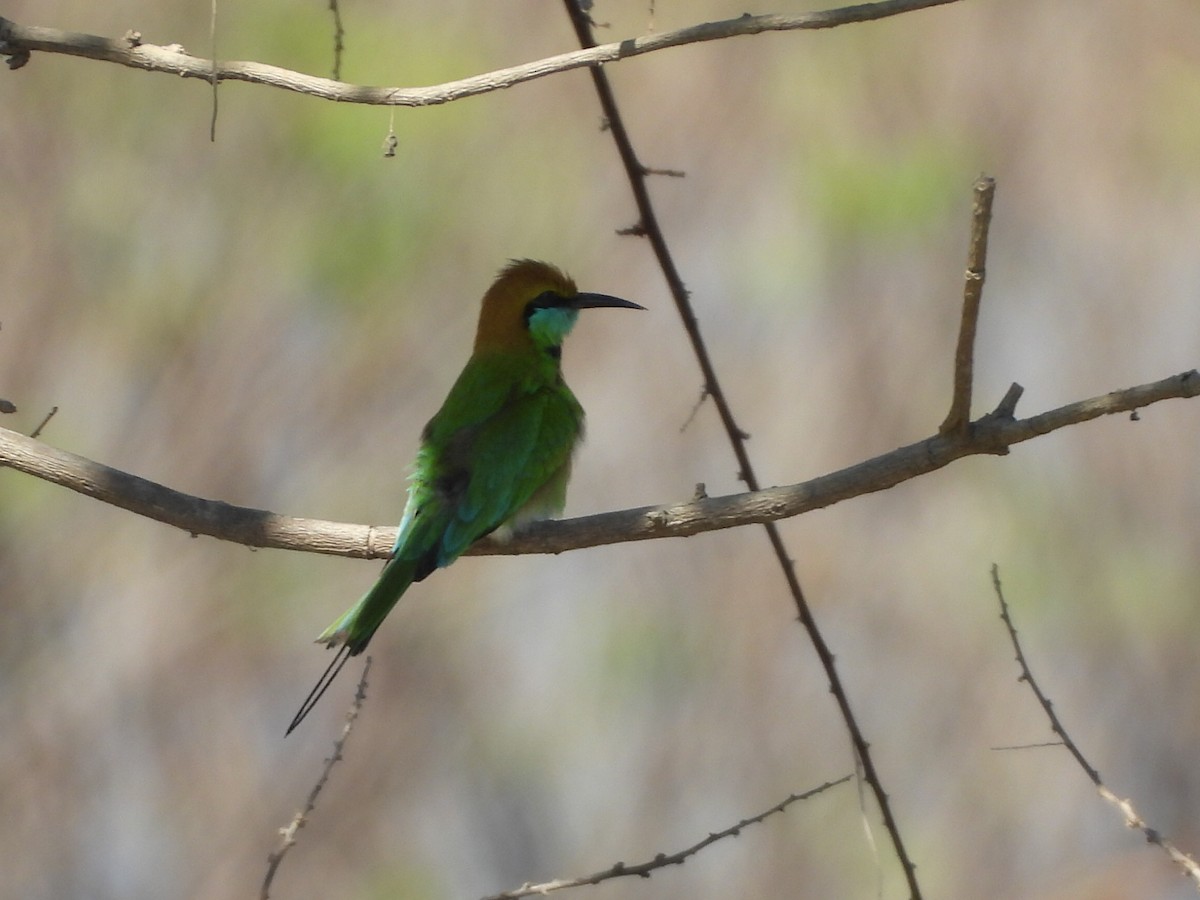 Asya Yeşil Arıkuşu - ML646229441