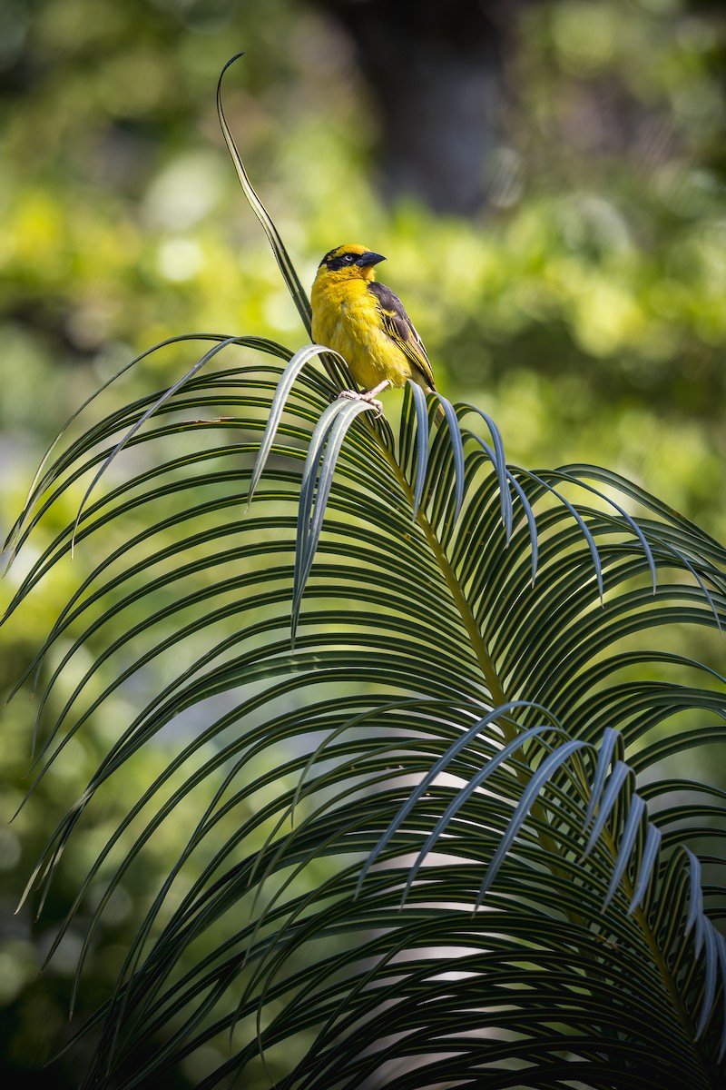 Baglafeht Dokumacısı - ML646229442