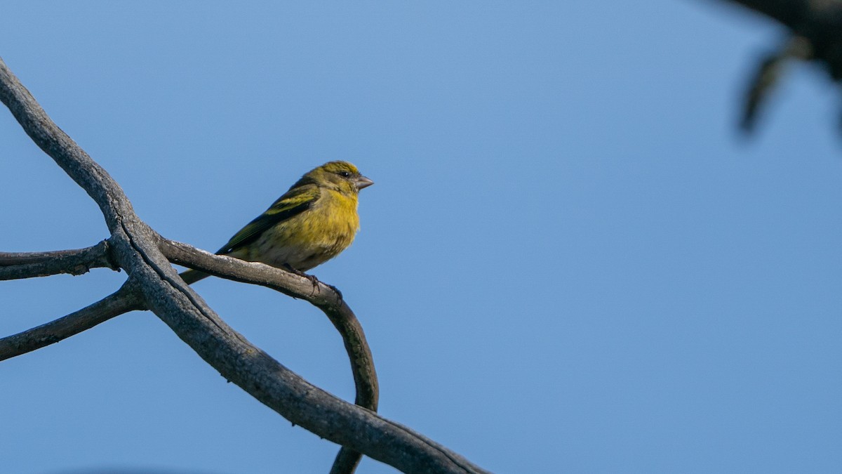 Sarı Başlı İskete - ML646229444