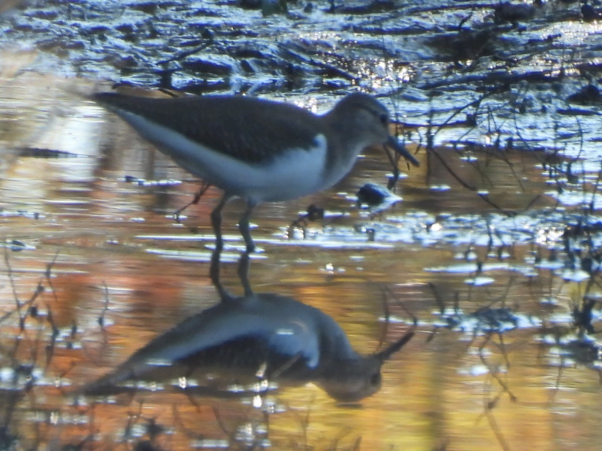 Dere Düdükçünü - ML646229445