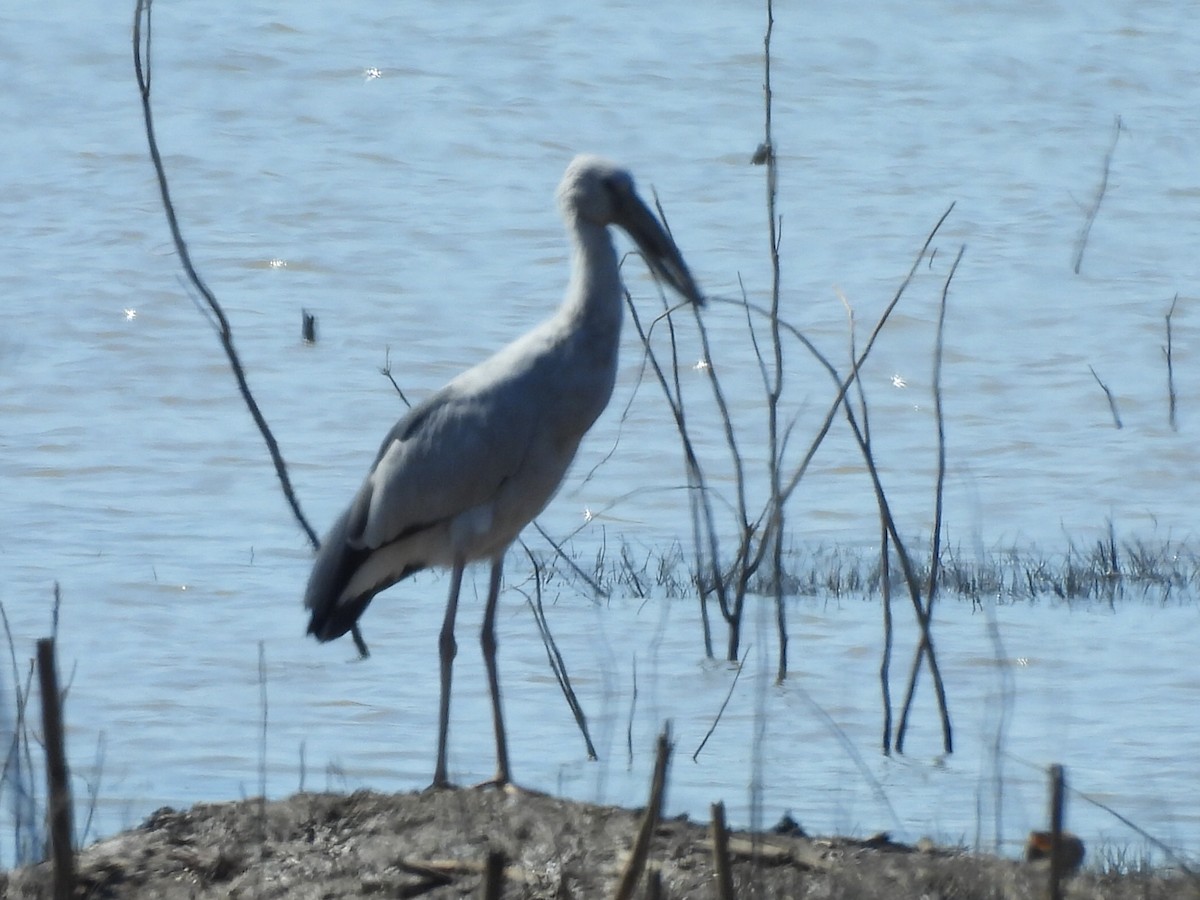 Ak Açıkgaga - ML646229446