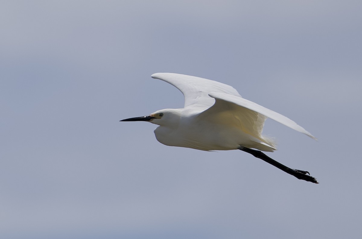 Küçük Ak Balıkçıl - ML646229447