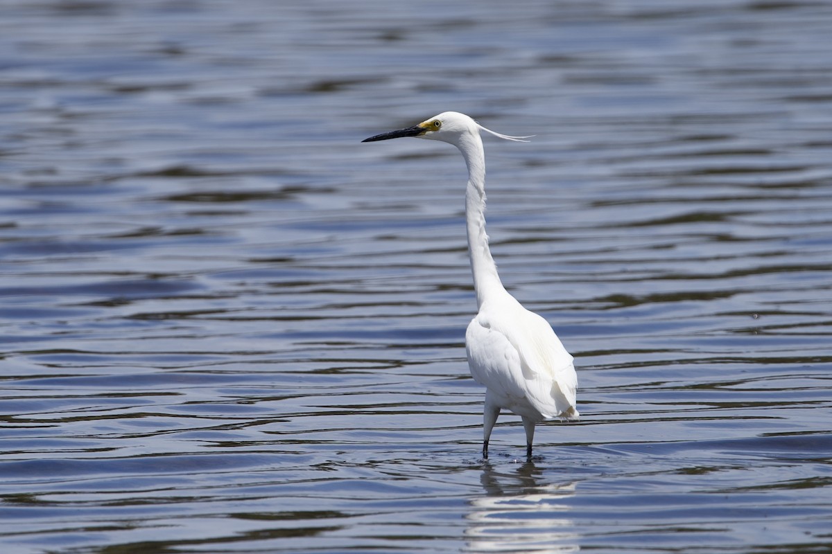 Küçük Ak Balıkçıl - ML646229448