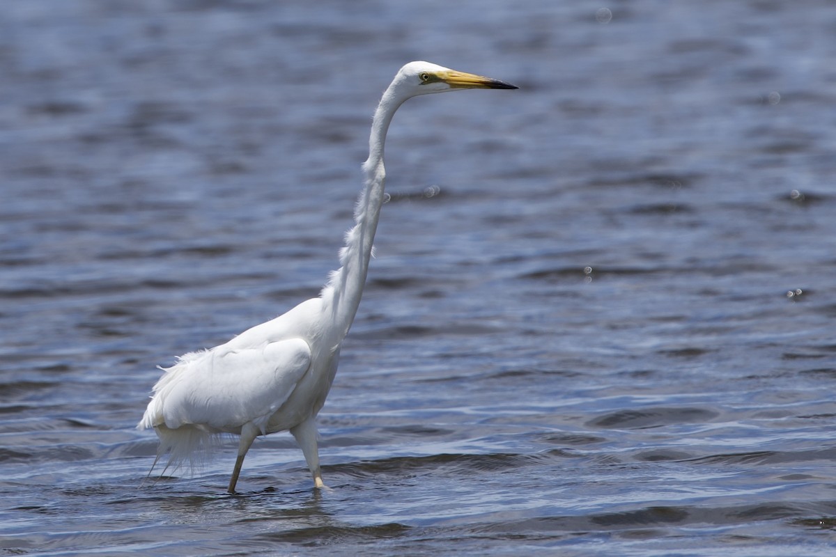 Büyük Ak Balıkçıl - ML646229449