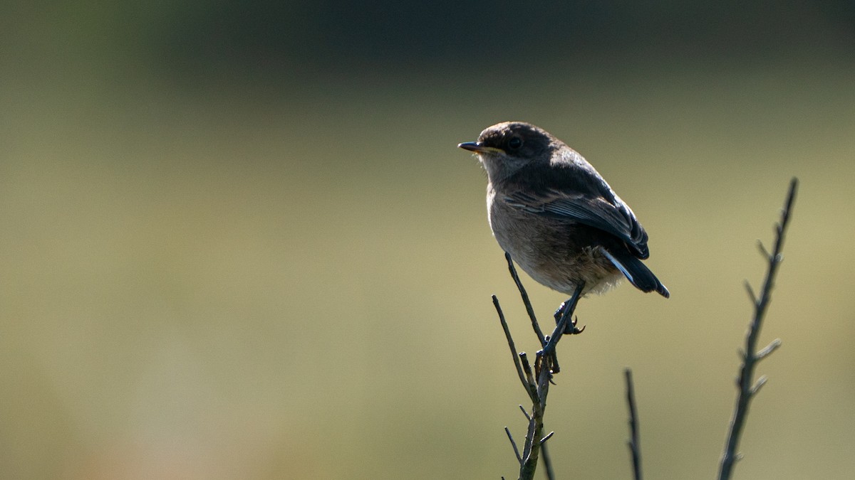 Afrika Çayır Bülbülü - ML646229454